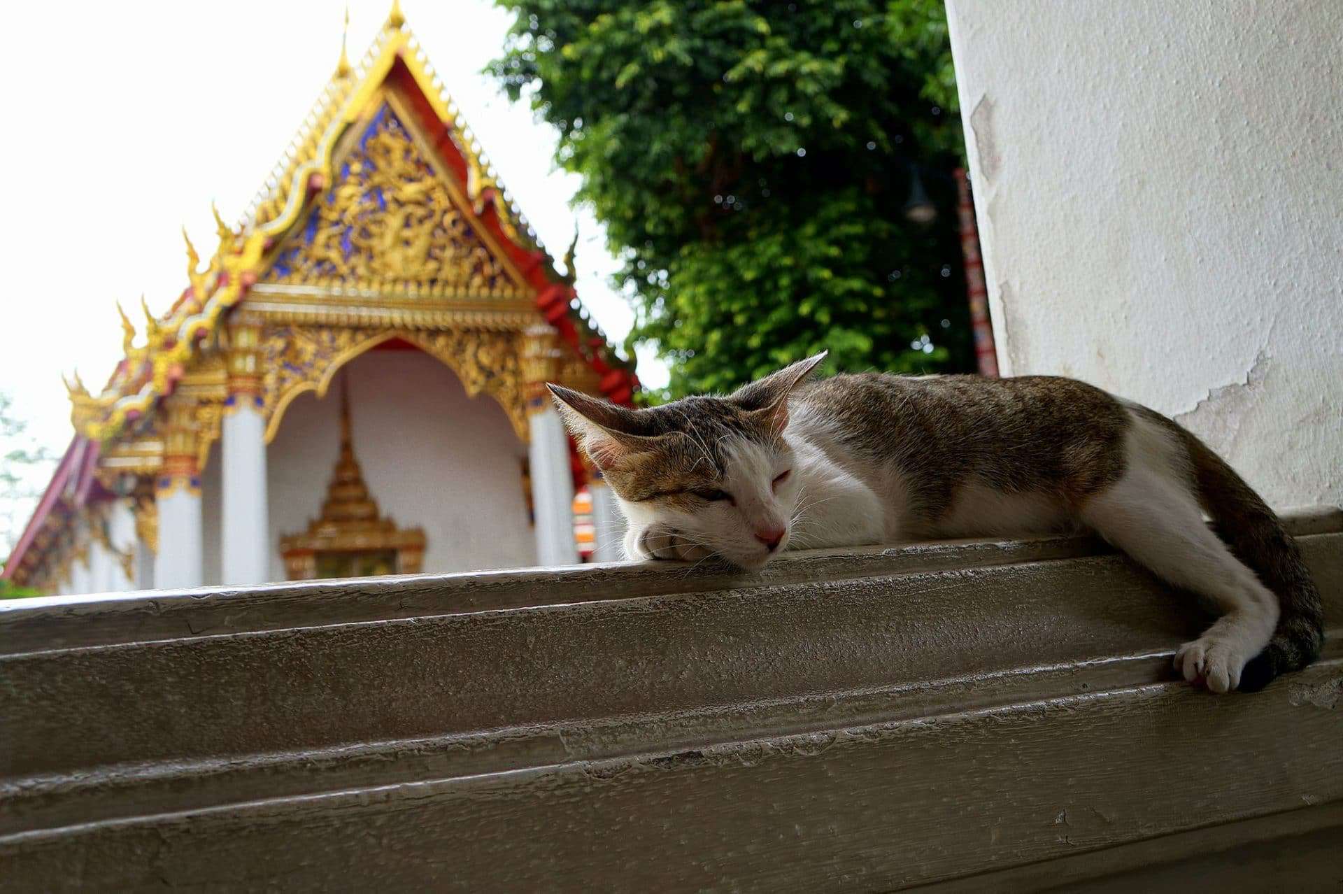 gatto Wat Pho Bangkok padiglione medicina