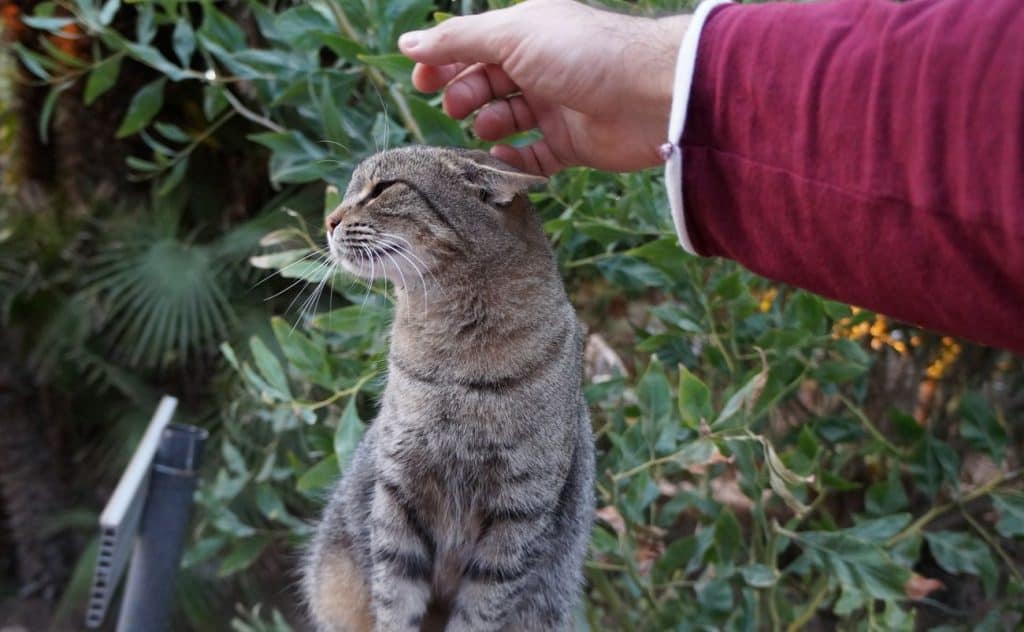 posti amanti gatti visitare italia