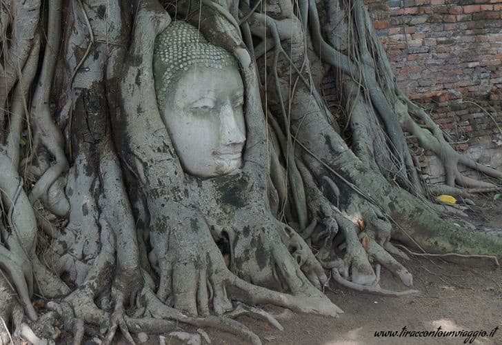 testa_Buddha_rami_albero_Ayutthaya