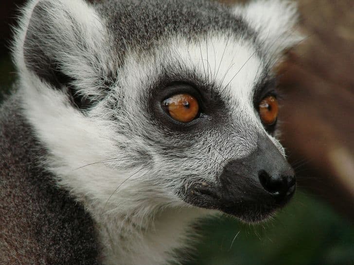 lemuri_madagascar_
