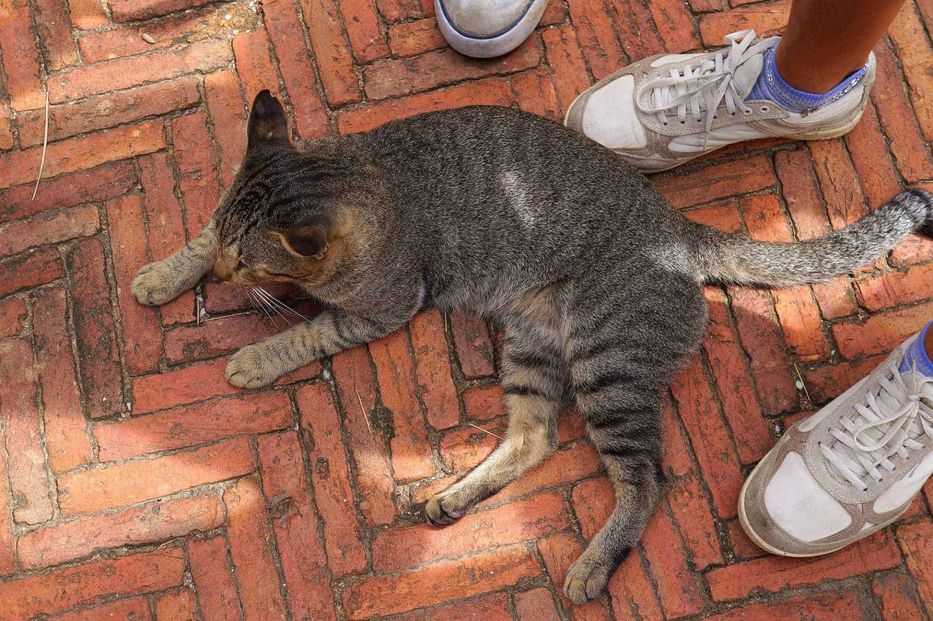 gatto randagio tempio thailandia