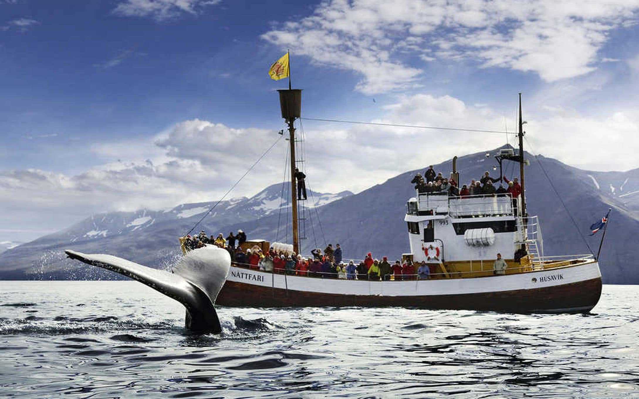 tour avvistamento balene islanda