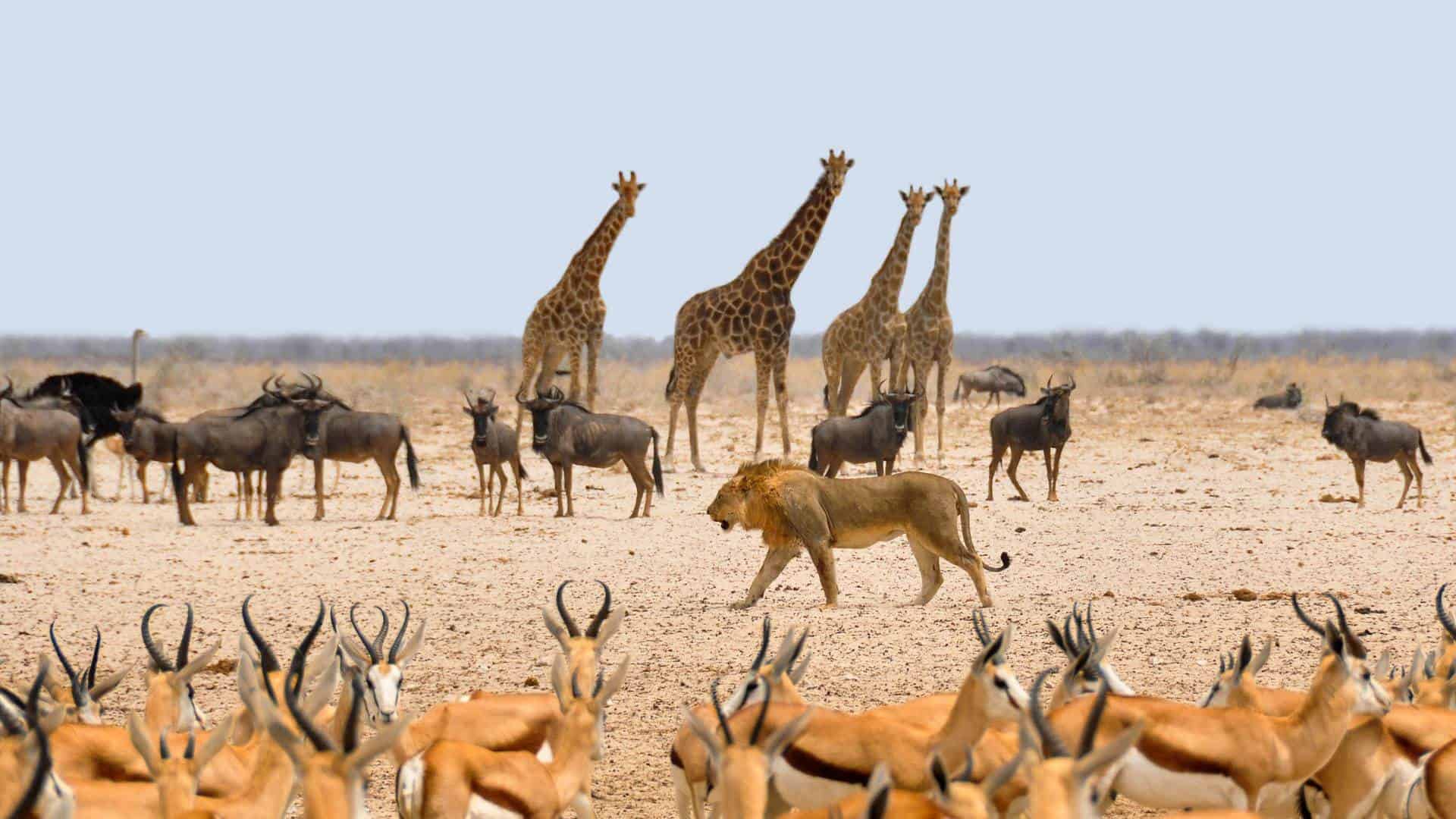 Animali savana, Safari in Namibia