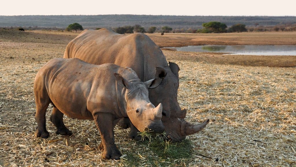 Rinoceronti, Safari in Namibia