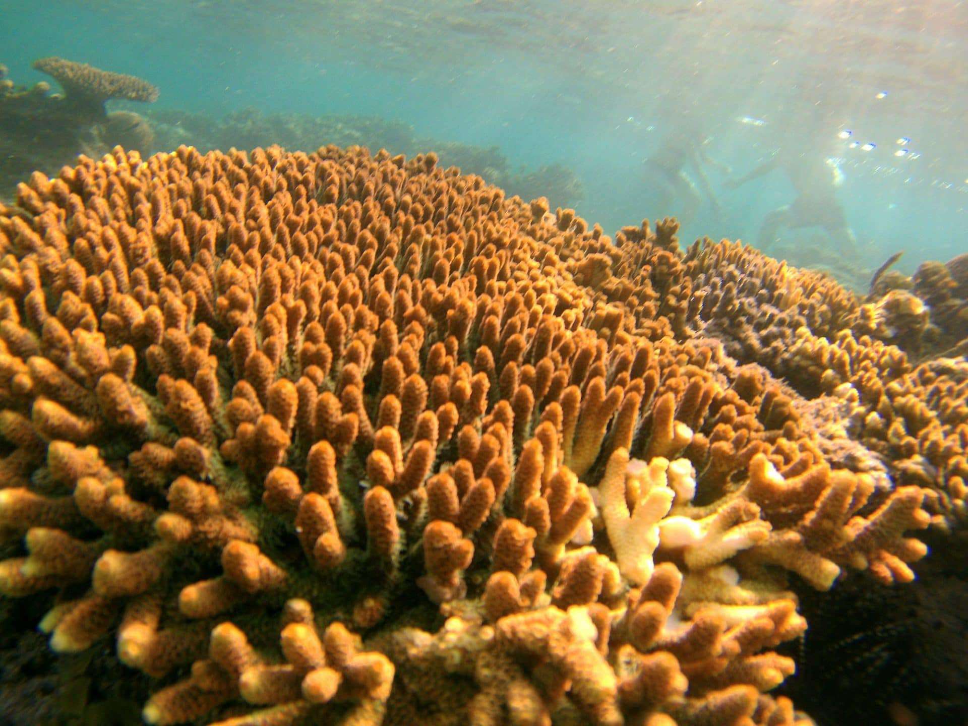 barriera corallina isole gili indonesia snorkeling
