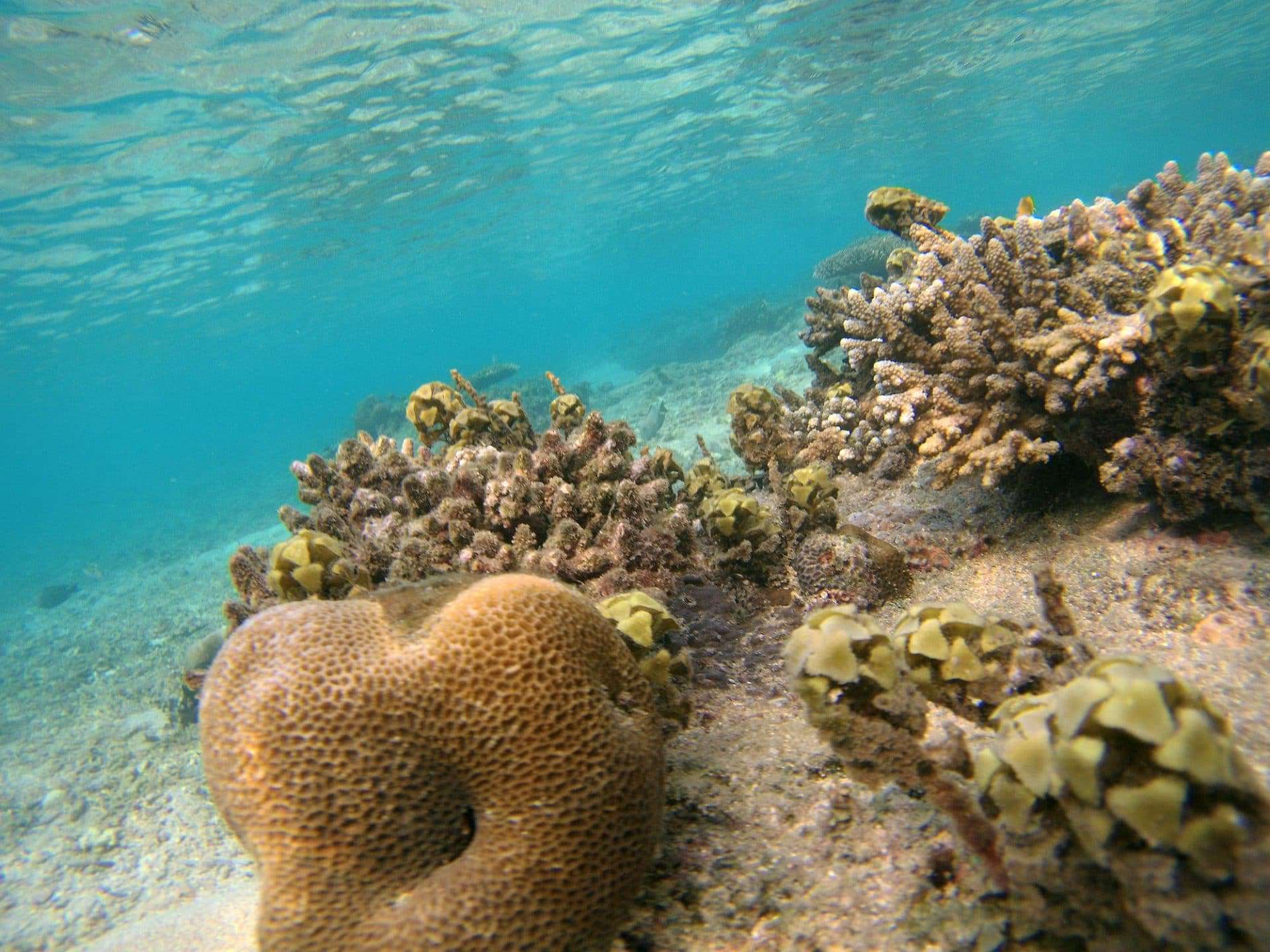 fondali snorkeling isole gili corallo