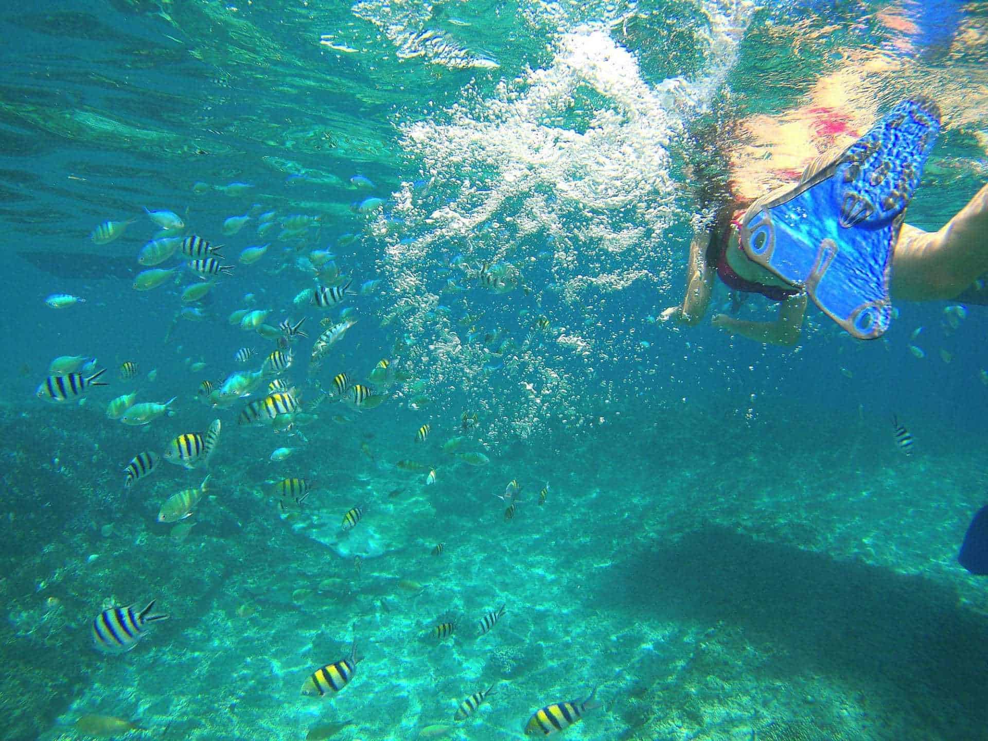 snorkeling isole gili indonesia pesci tropicali 1