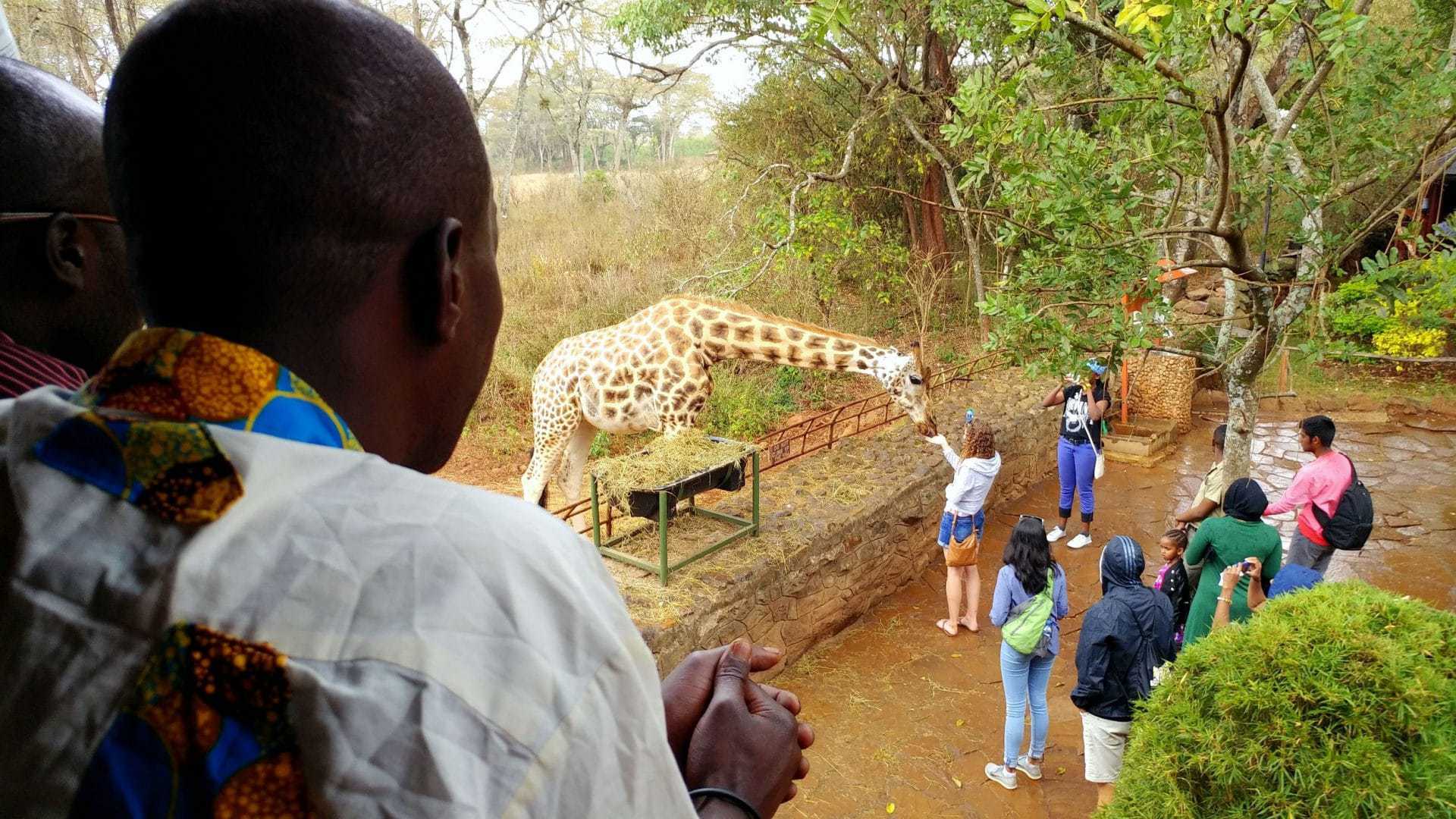 giraffe centre allevamento giraffe centro nairobi