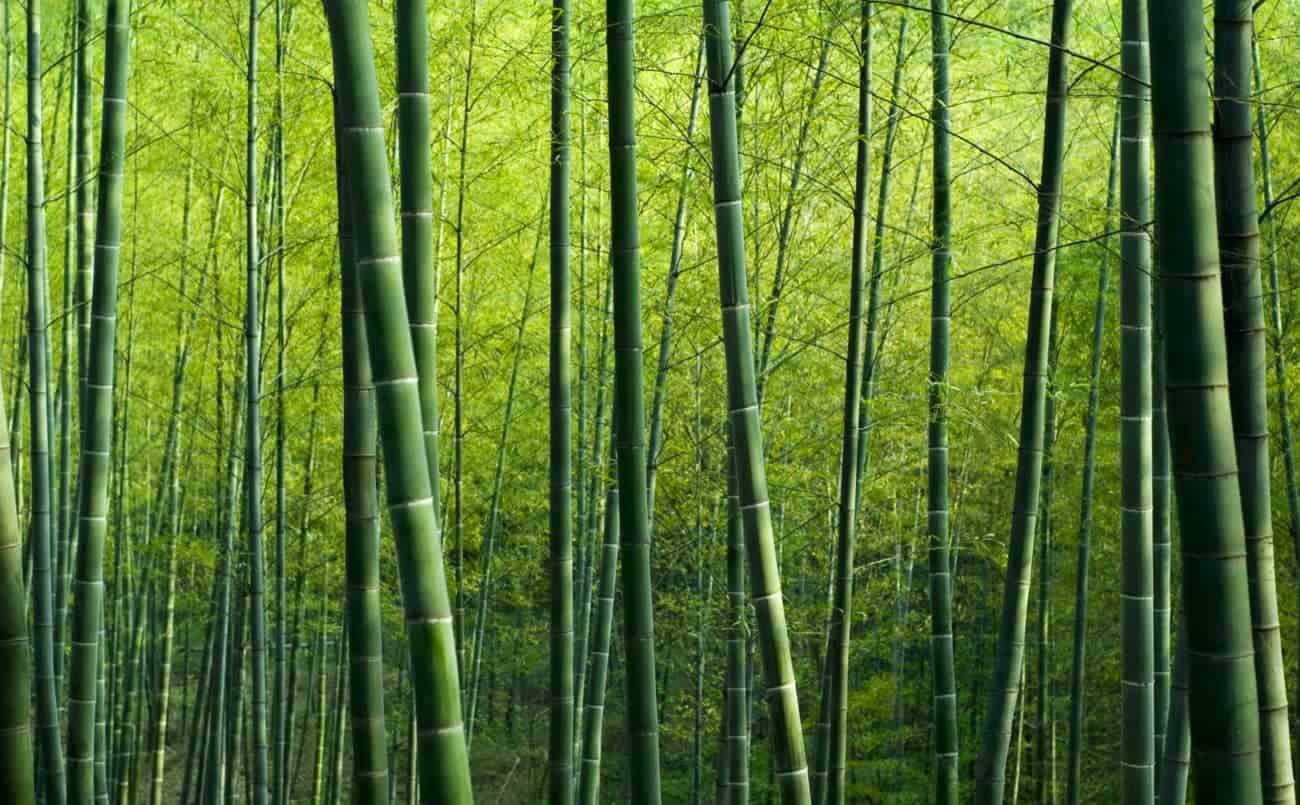 Bamboo forest italy