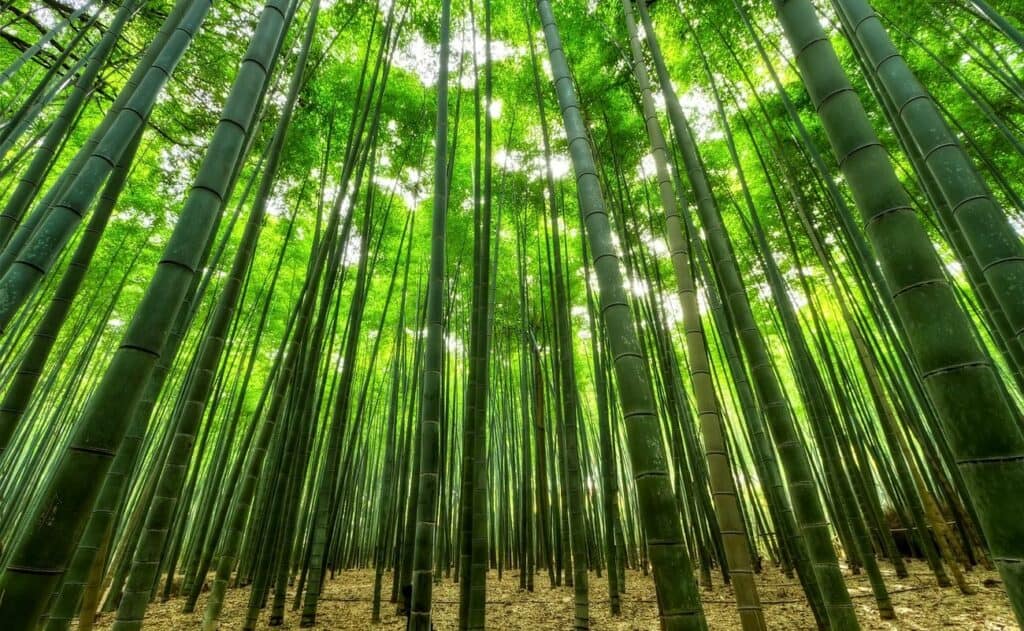 Foreste bambu da vedere in italia
