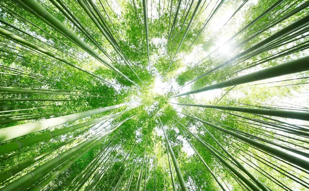 Foreste bambu in italia