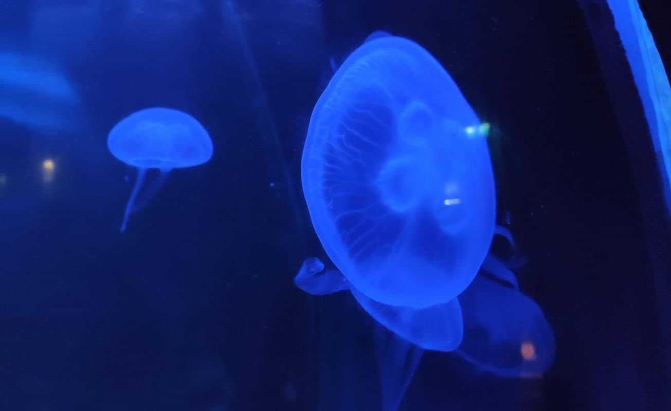 Visita all'Acquario di Cattolica: meduse