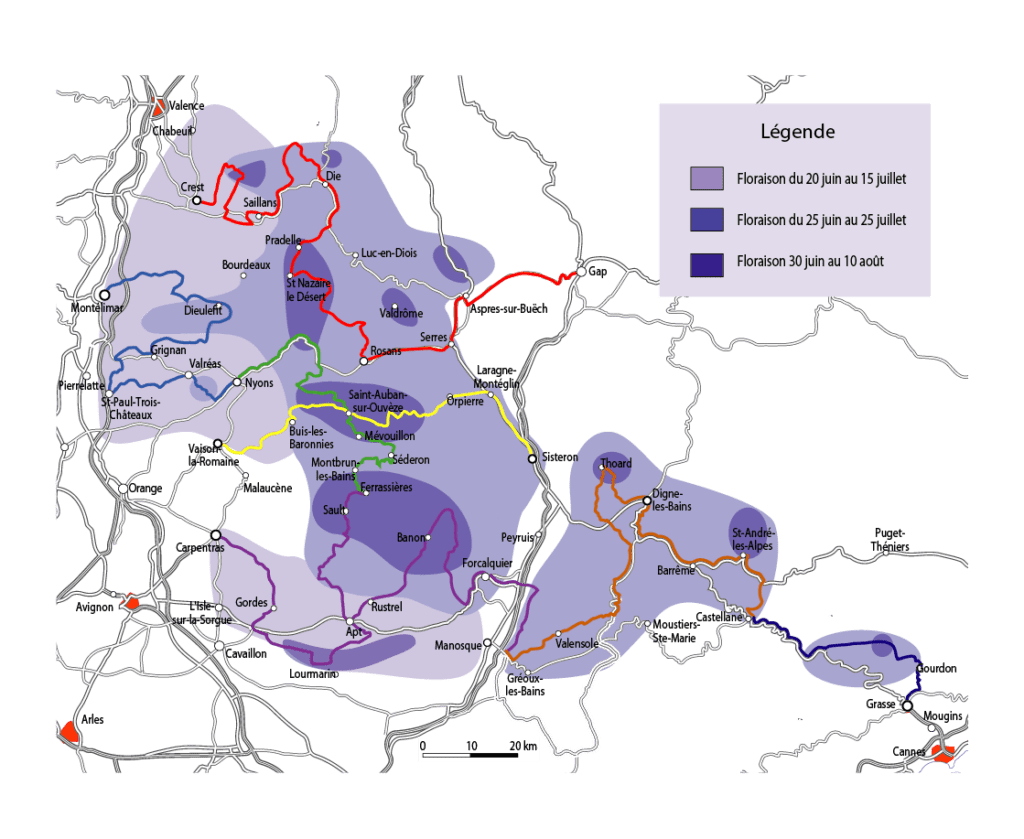 Mappa campi di lavanda in Provenza: località e periodi di fioritura