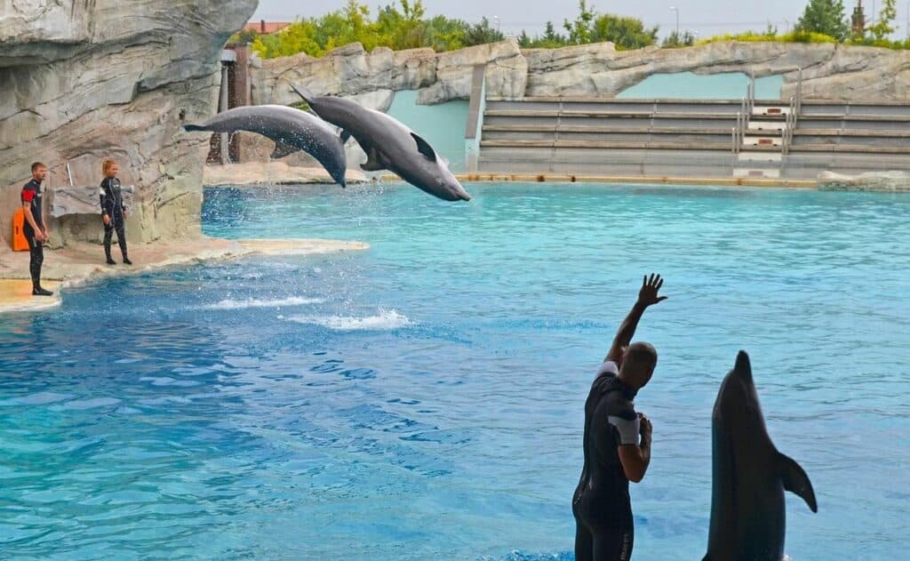 Laguna dei Delfini - Dolphin Experience, Parco Oltremare Riccione