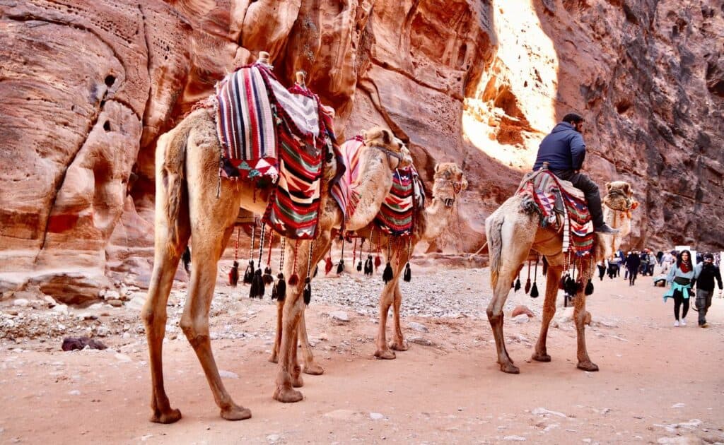 cammelli beduini petra