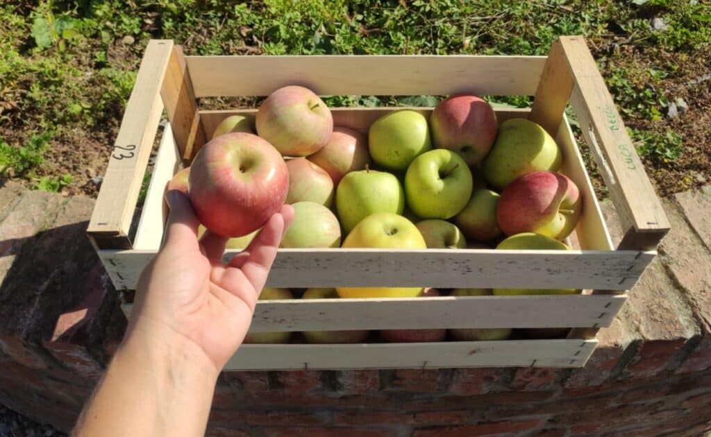Frutteto Ceriano Laghetto: come funziona la raccolta di mele fai da te