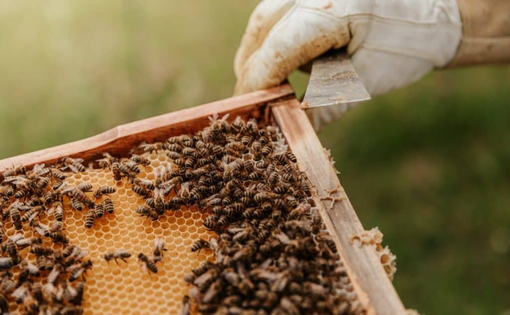 telaio api apicoltore