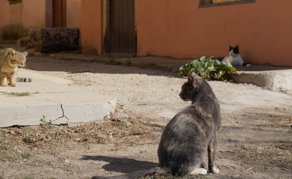 Gatti Villaggio San Salvatore di Sinis